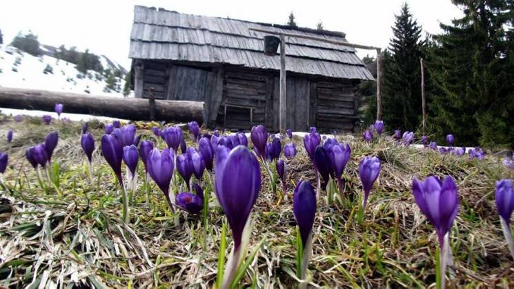 Як на карпатській полонині весна із зимою змагаються (ФОТО)